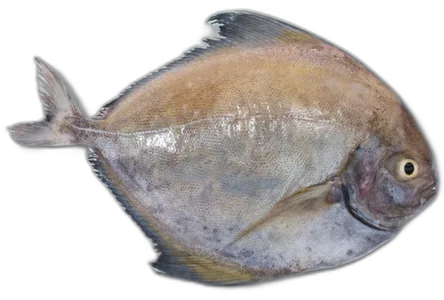 Black Pomfret