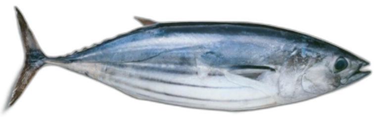 Bonito