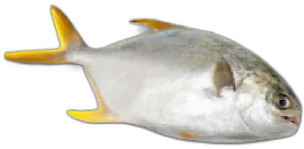 Golden Pomfret