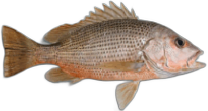 Golden Snapper