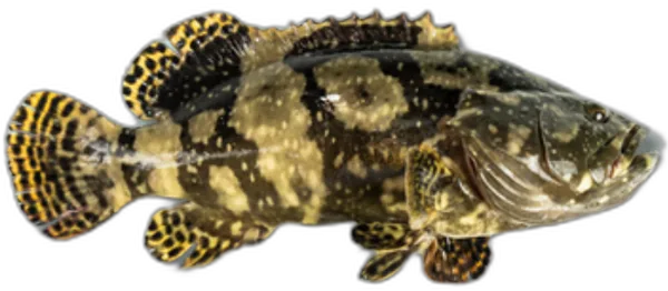 Hybrid Grouper