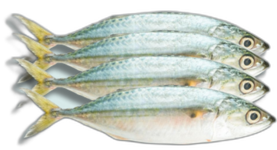 Indian Mackerel