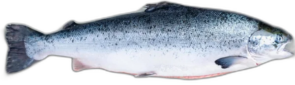 Fresh Norwegian Trout
