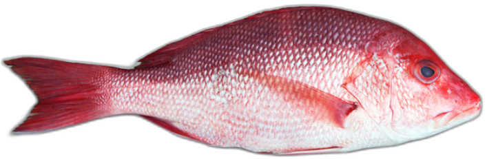 Red Snapper