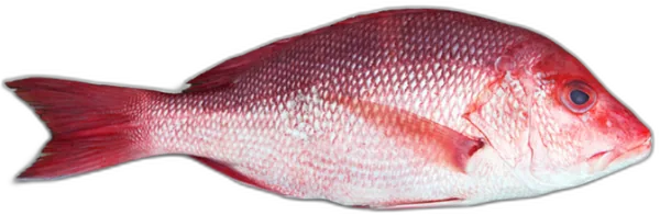 Red Snapper