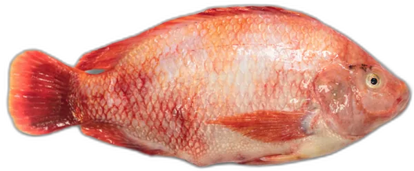 Red Tilapia