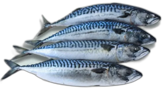 Saba Mackerel