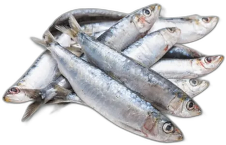 Sardine