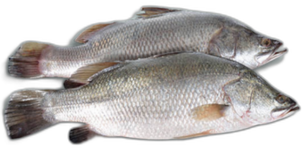 Fresh Sea-farmed Barramundi