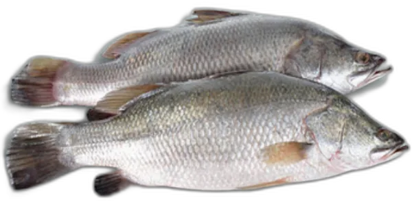 Fresh Sea-farmed Barramundi
