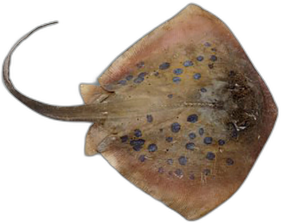 Stingray