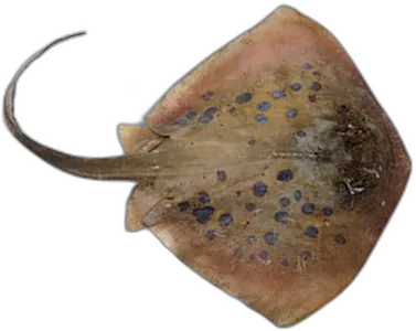 Stingray