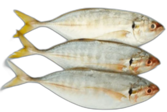 Yellow Tail Scad