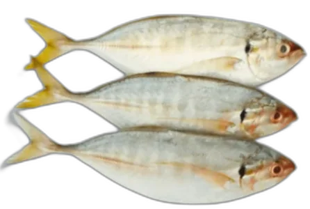 Yellow Tail Scad
