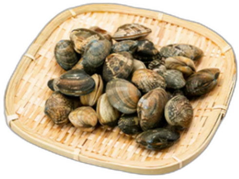 Asari Clam