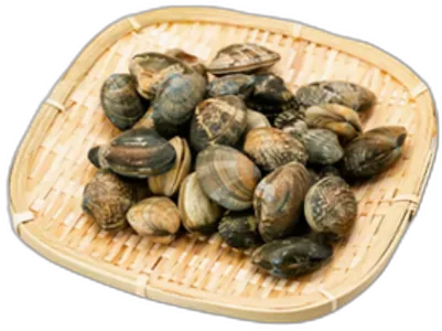 Asari Clam