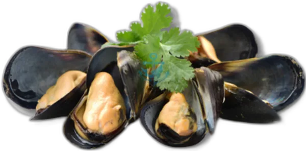 Black Mussel