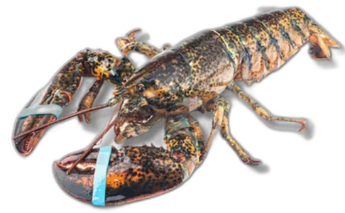 Boston Lobster