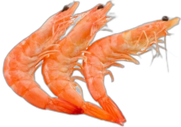 Cooked Prawn (HOSO)