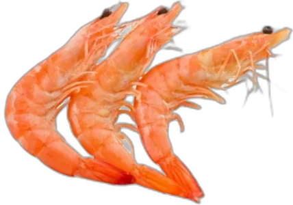 Cooked Prawn (HOSO)