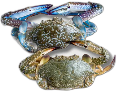 Flower Crab