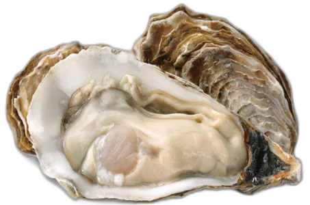 Fresh Oysters