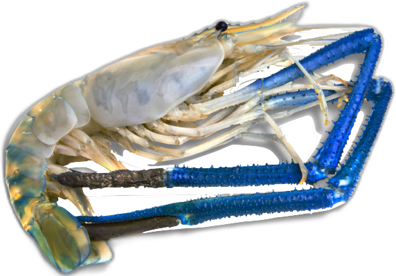 Freshwater Prawn