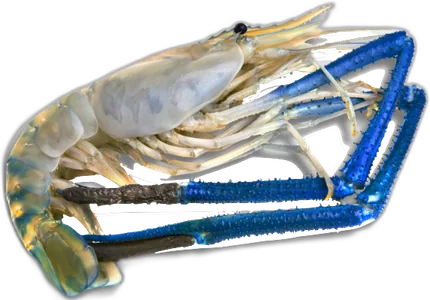 Freshwater Prawn