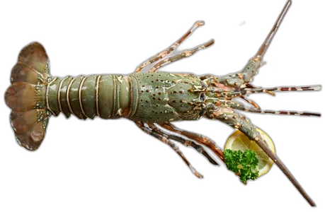 Green Lobster