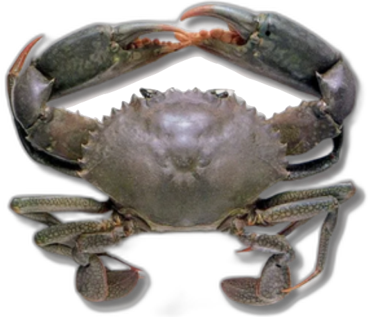 Mud Crab