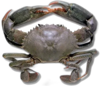 Mud Crab