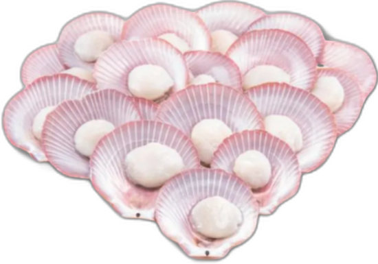 Pink Scallops