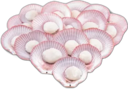 Pink Scallops