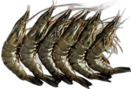 Tiger Prawn (HOSO)