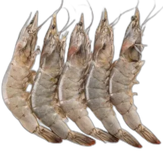 Vanamei Prawn (HOSO)