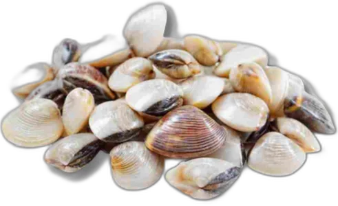 White Clams
