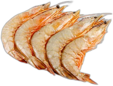 White Prawn (HOSO)