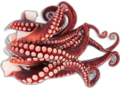 Octopus Tentacles