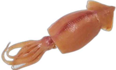 Sotong Kembang
